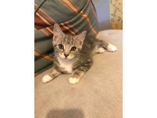 5 little kittens looking for new homes