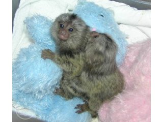 Marmoset/Capuchin Monkeys for sale ..whatsapp +447565118464