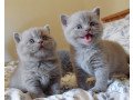 scottish-fold-kittens-for-adoption-small-0