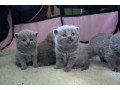 scottish-fold-kittens-for-adoption-small-1