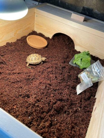 tortoise-homes-big-2
