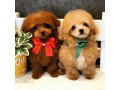 poodle-puppies-for-sale-small-1