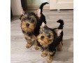 yorkie-puppies-small-0