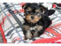 yorkie-puppies-small-2