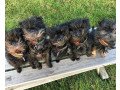 affenpinscher-puppies-for-sale-small-0
