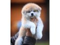 akita-puppies-for-sale-small-1