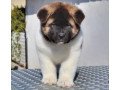 akita-puppies-for-sale-small-1