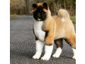 akita-puppies-for-sale-small-0