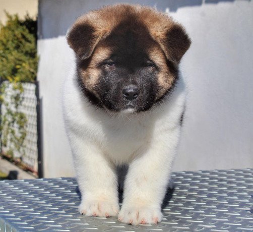 akita-puppies-for-sale-big-1