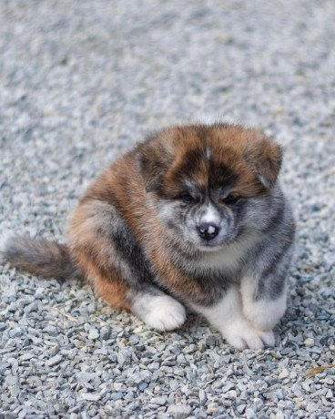 akita-puppies-for-sale-big-4