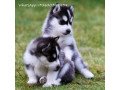 sweet-siberian-husky-puppies-whatsapp-31620389839-small-0