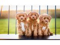 cockapoo-pups-for-sale-small-3
