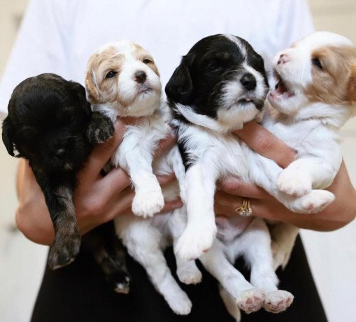 cockapoo-pups-for-sale-big-0