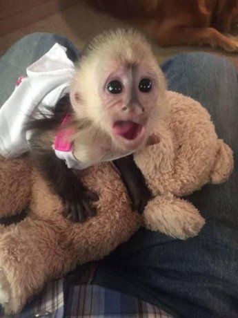 baby-and-adult-breeder-capuchins-available-now-whatsapp-me-at-447418348600-big-1