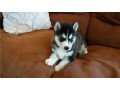 gorgeous-siberian-husky-puppies-whatsapp-me-at-447418348600-small-0