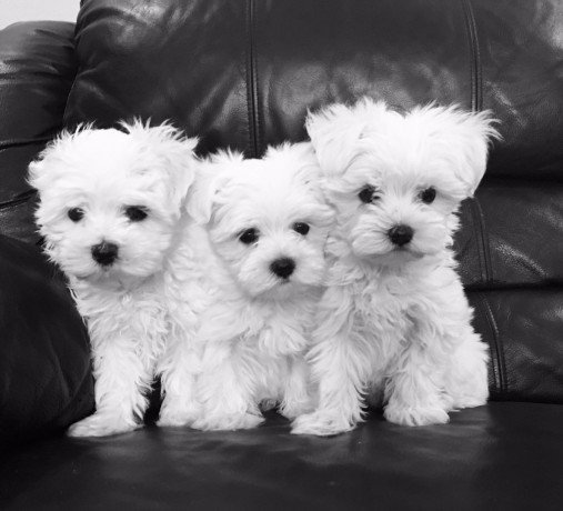 maltese-puppies-for-salewhatsapp-me-at-447418348600-big-0