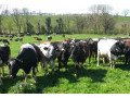 latest-dairy-farming-news-small-0