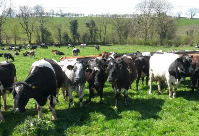 latest-dairy-farming-news-big-0