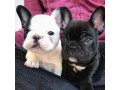 charming-and-beautiful-outstanding-french-bulldog-puppies-small-0