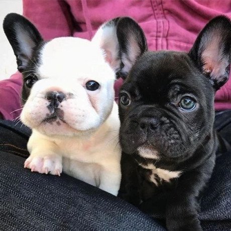 charming-and-beautiful-outstanding-french-bulldog-puppies-big-0