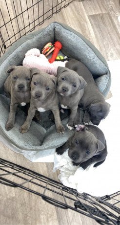 blue-staffy-puppies-avialable-big-0