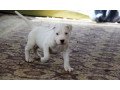 dogo-argentino-puppies-small-0