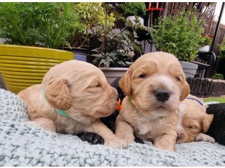 F1 Cockapoo Puppyies from Fully Health Tested Parents