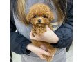 poodle-puppies-here-for-sale-small-0