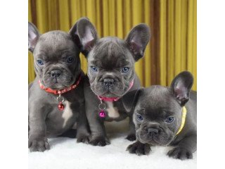 French bulldog puppies  Whatsapp/Viber +447565118464