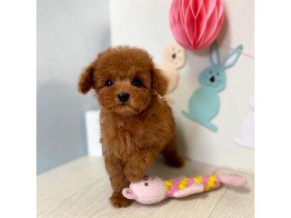 Toy  Poodle  puppies Whatsapp/Viber +447565118464