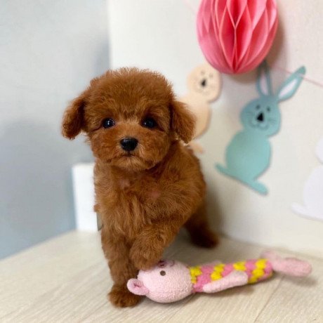toy-poodle-puppies-whatsappviber-447565118464-big-0
