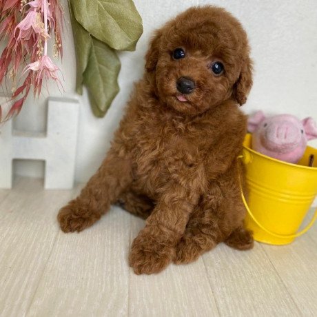 toy-poodle-puppies-whatsappviber-447565118464-big-2