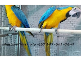 Beautiful tamed and talking parrots for sale Whatsapp/Viber (+306973610648)