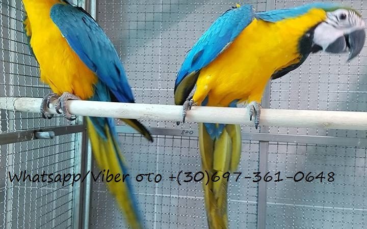beautiful-tamed-and-talking-parrots-for-sale-whatsappviber-306973610648-big-0