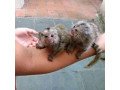 pygmy-marmoset-monkeywhatsapp-me-at-447418348600-small-0