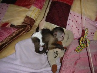 Google Approved Diaper Trained Capuchin & Marmoset Monkey.whatsapp me at: +447418348600