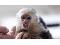 google-approved-diaper-trained-capuchin-marmoset-monkeywhatsapp-me-at-447418348600-small-0