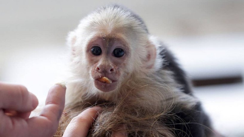 google-approved-diaper-trained-capuchin-marmoset-monkeywhatsapp-me-at-447418348600-big-0