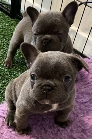 two-litters-of-pure-bred-french-bulldogs-available-big-0