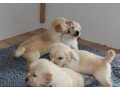 golden-retriever-puppies-available-small-0