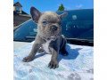 adorable-french-bulldogs-for-adoption-small-0