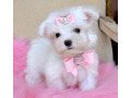 two-top-class-maltese-puppies-available-small-0