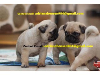 Adorable Purebred Male And Female Pugs Puppies