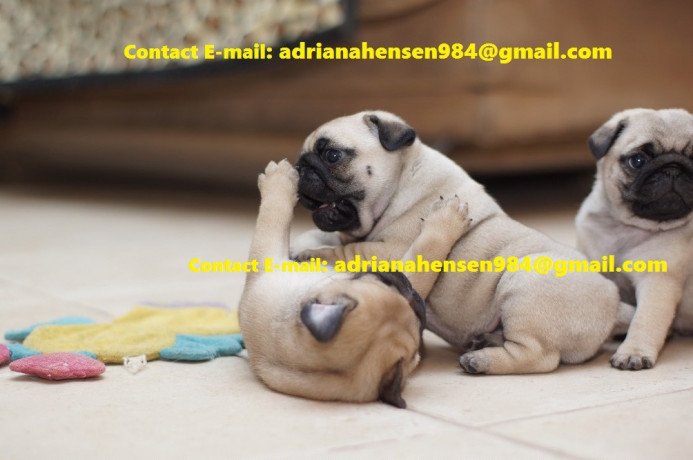 adorable-purebred-male-and-female-pugs-puppies-big-1