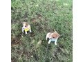 courageous-looking-jack-russell-terrier-puppies-small-0