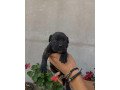 cane-corso-puppies-for-sale-447398039738-small-0