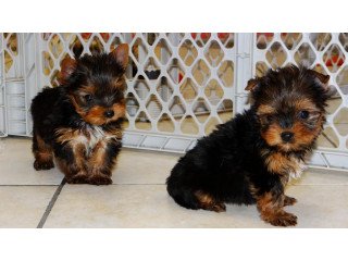 Yorkshire Terrier Puppies For sale  +447398039738