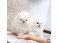 pomeranian-puppies-for-sale-447398039738-small-0