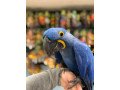 hyacinth-macaw-for-sale-small-2