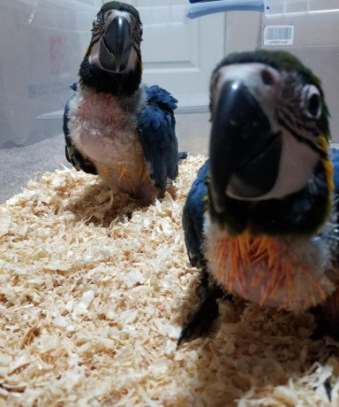 blue-and-gold-macaw-for-sale-big-1